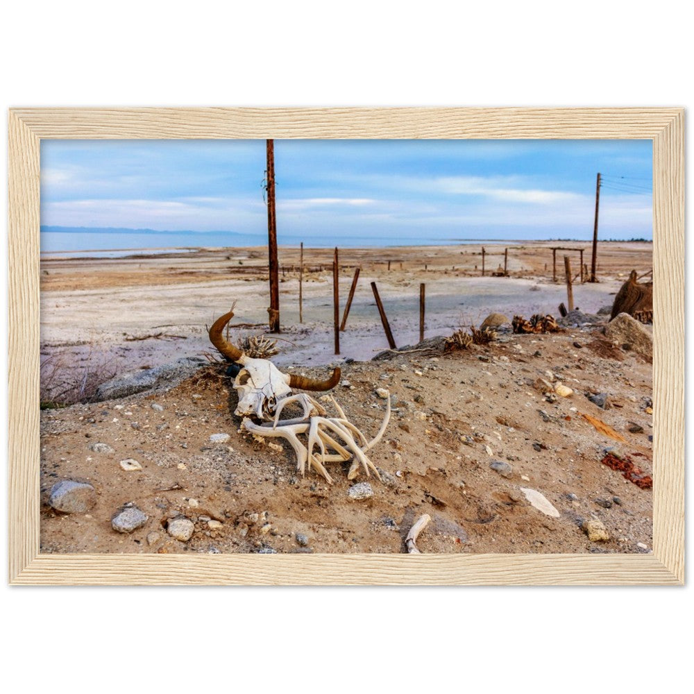 Salton Sea Life in Frame