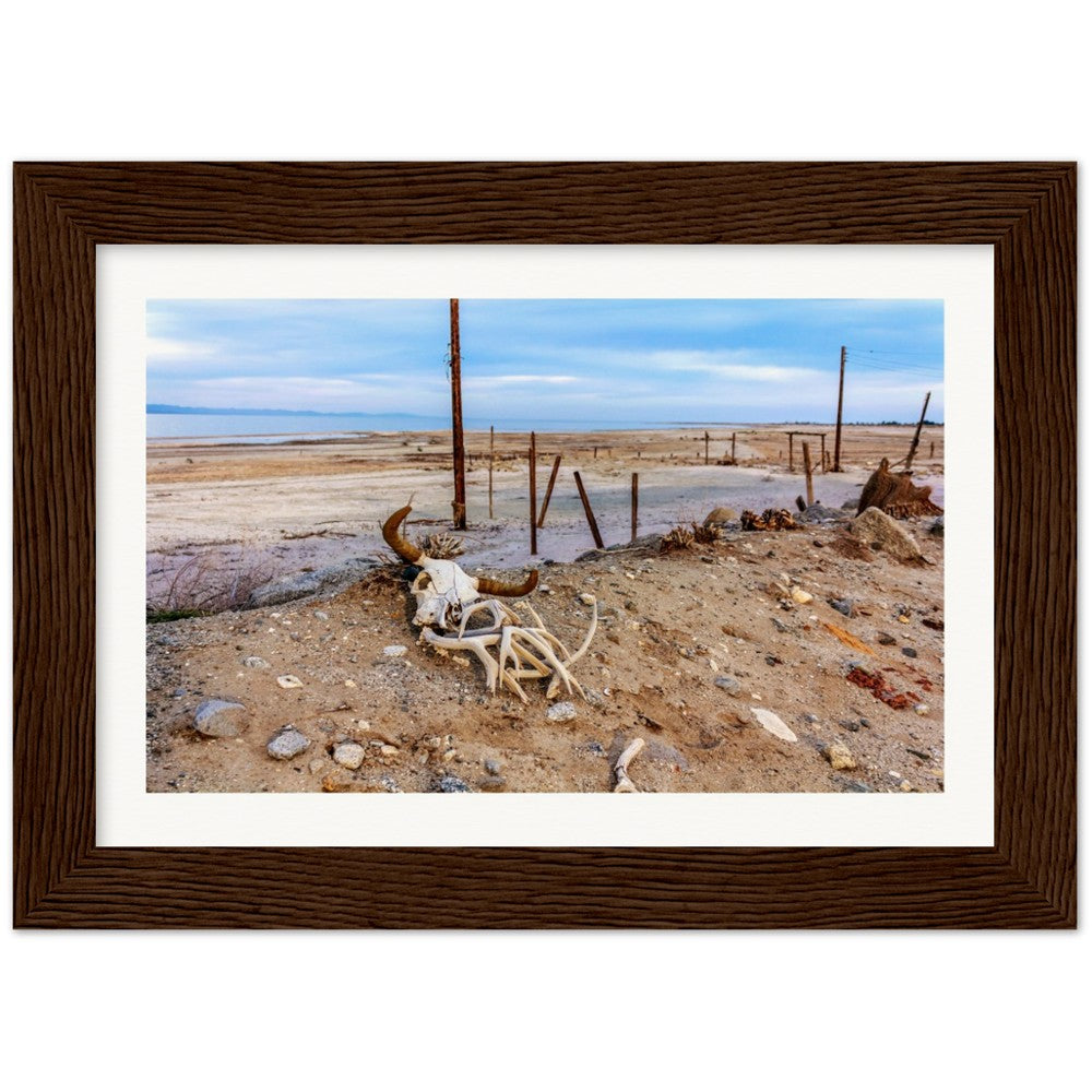 Salton Sea Life in Frame