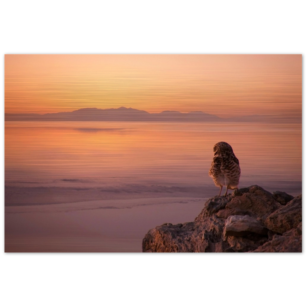 Salton Sea Burrowing Owl