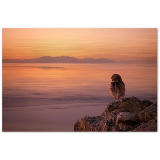 Salton Sea Burrowing Owl