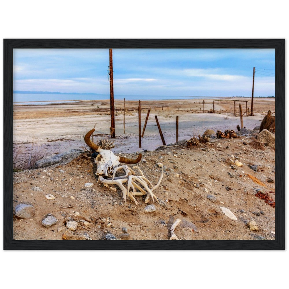 Salton Sea Life in Frame