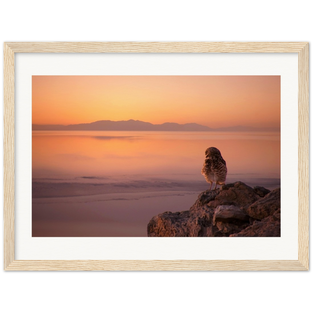 Salton Sea Burrowing Owl in Frame