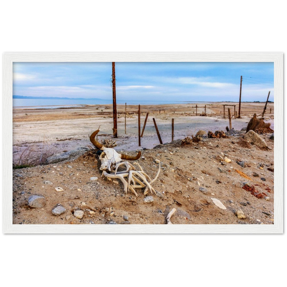 Salton Sea Life in Frame