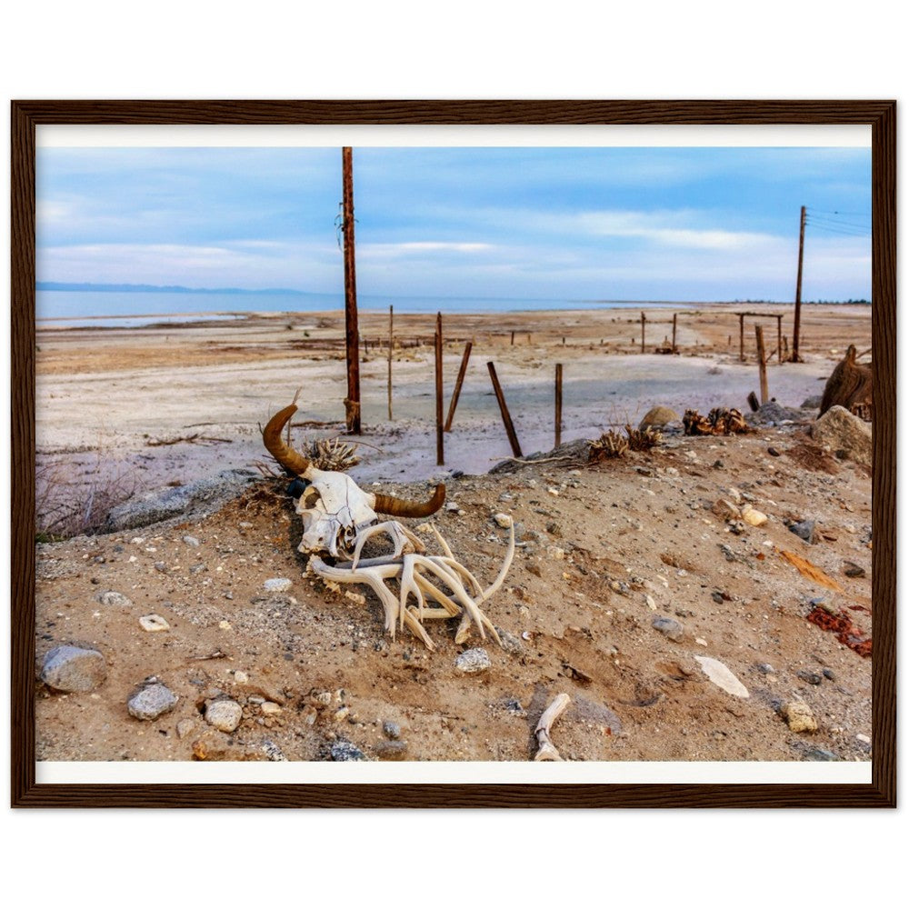 Salton Sea Life in Frame