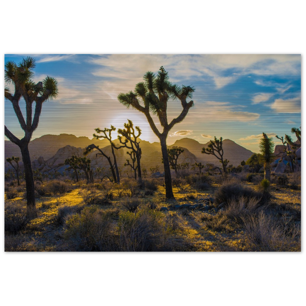 Joshua Tree Brushed Aluminum Print