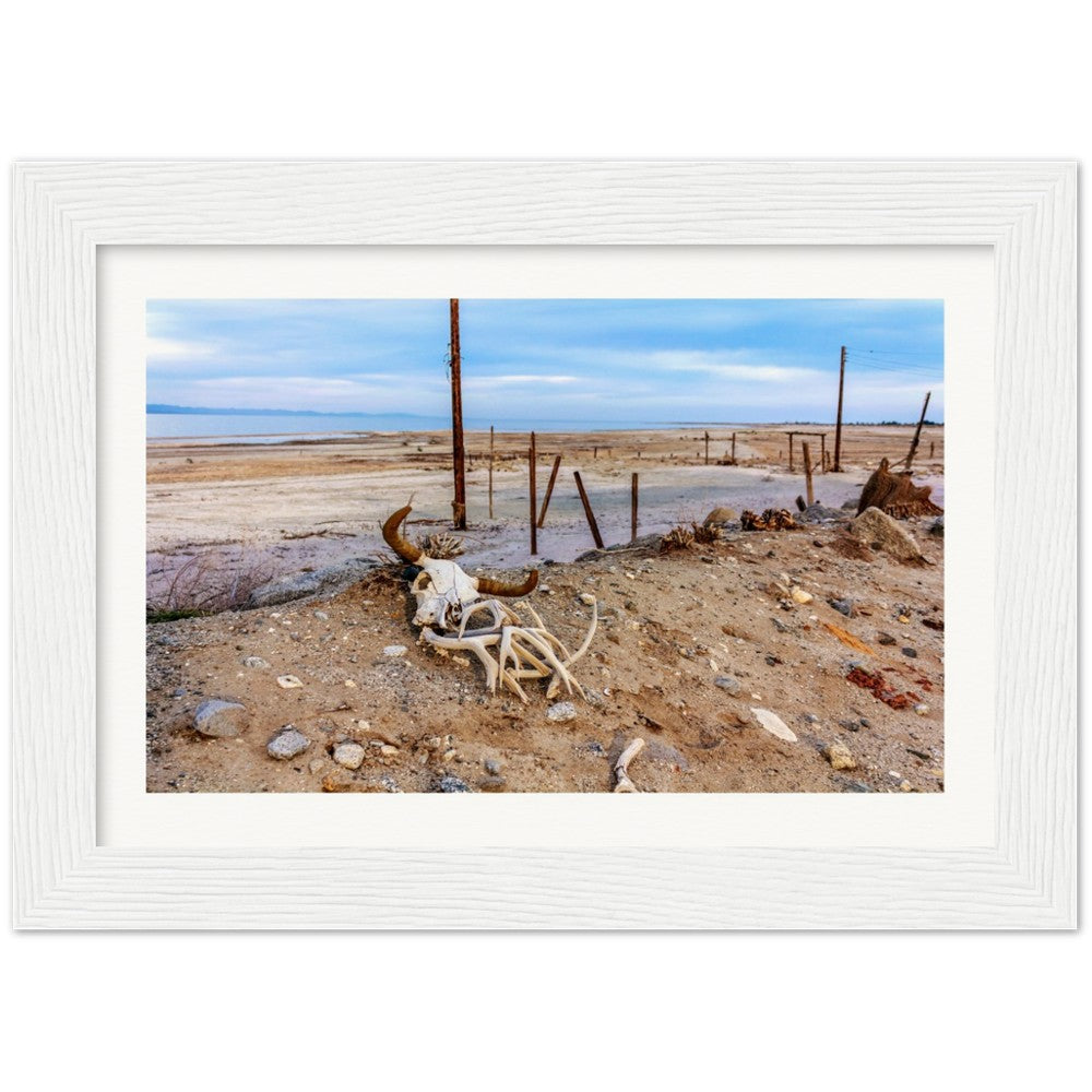 Salton Sea Life in Frame