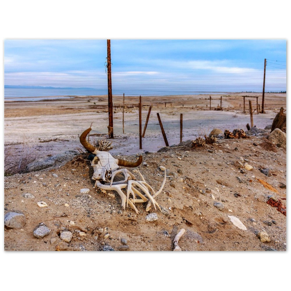 Salton Sea Life