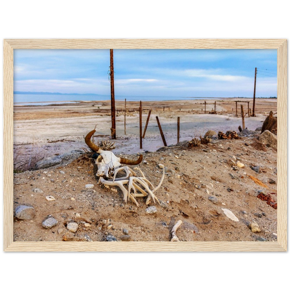 Salton Sea Life in Frame