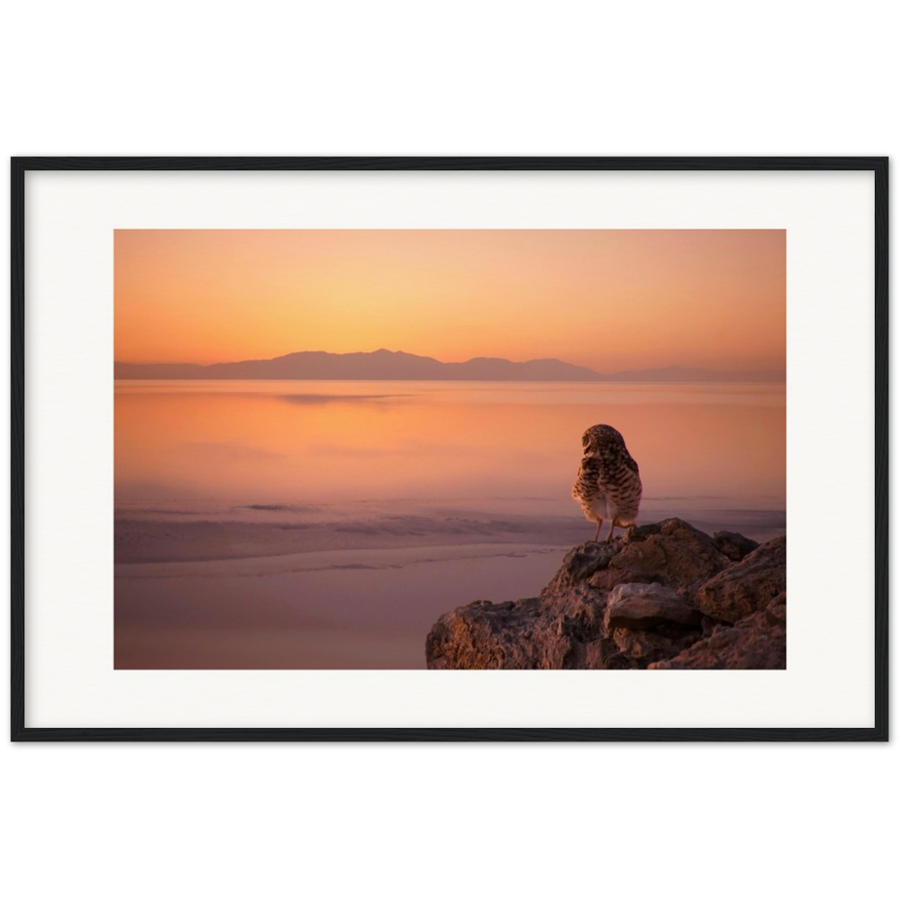 Salton Sea Burrowing Owl in Frame