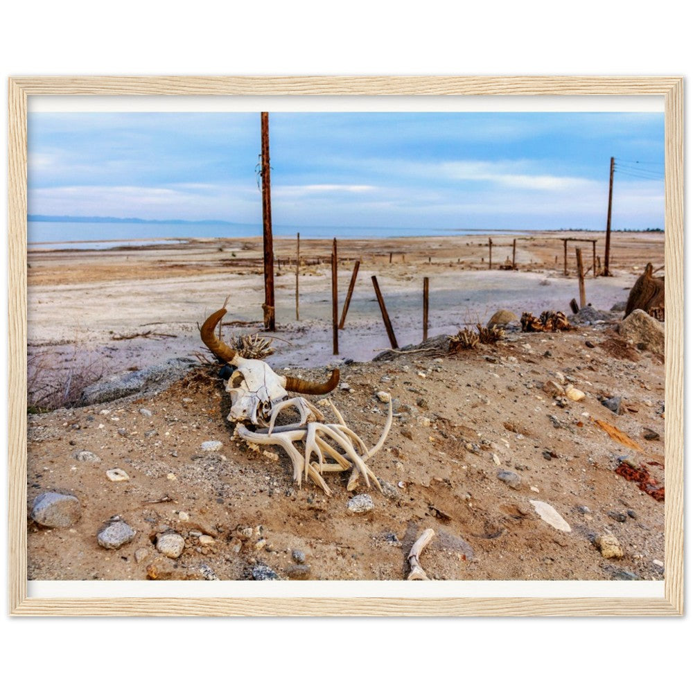 Salton Sea Life in Frame