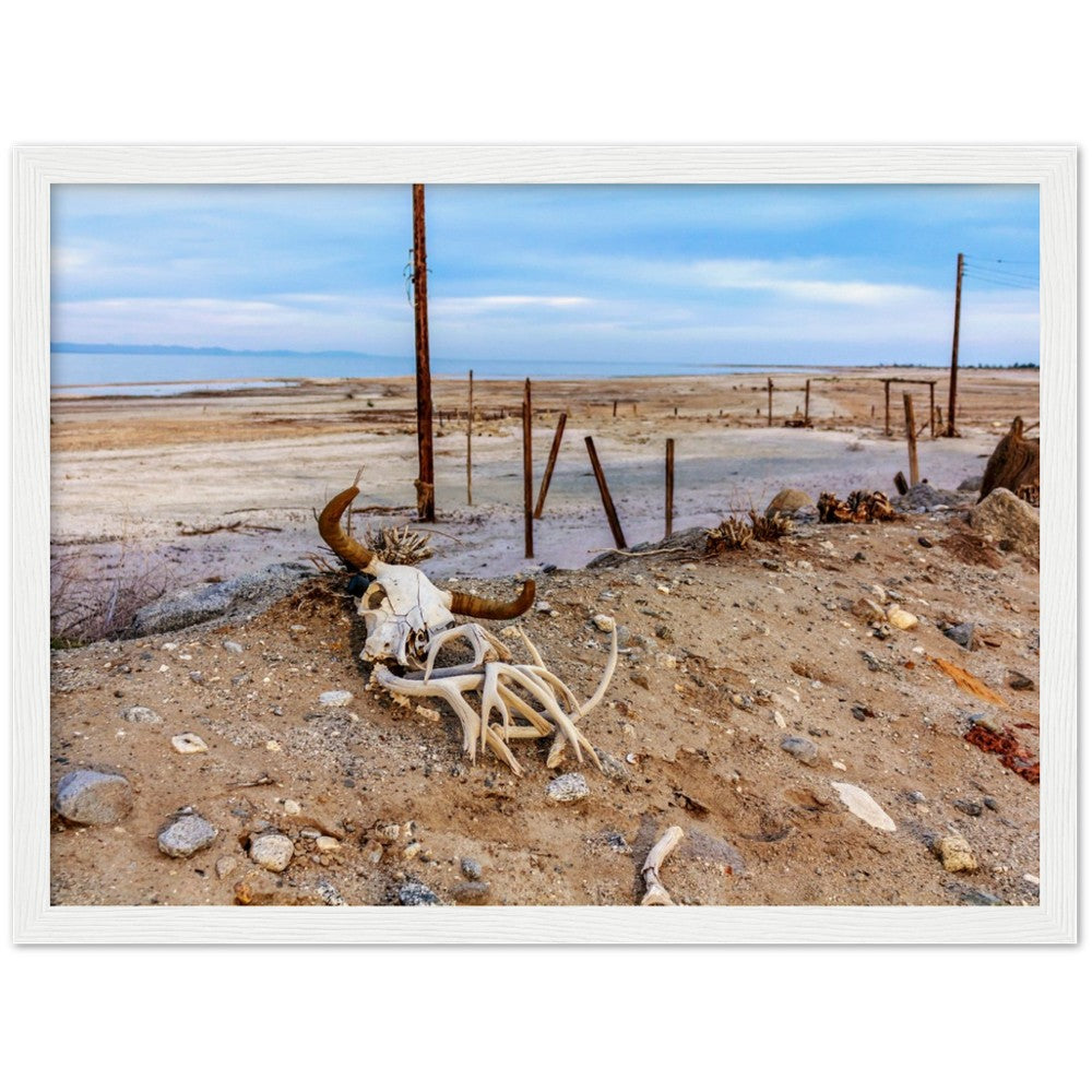 Salton Sea Life in Frame