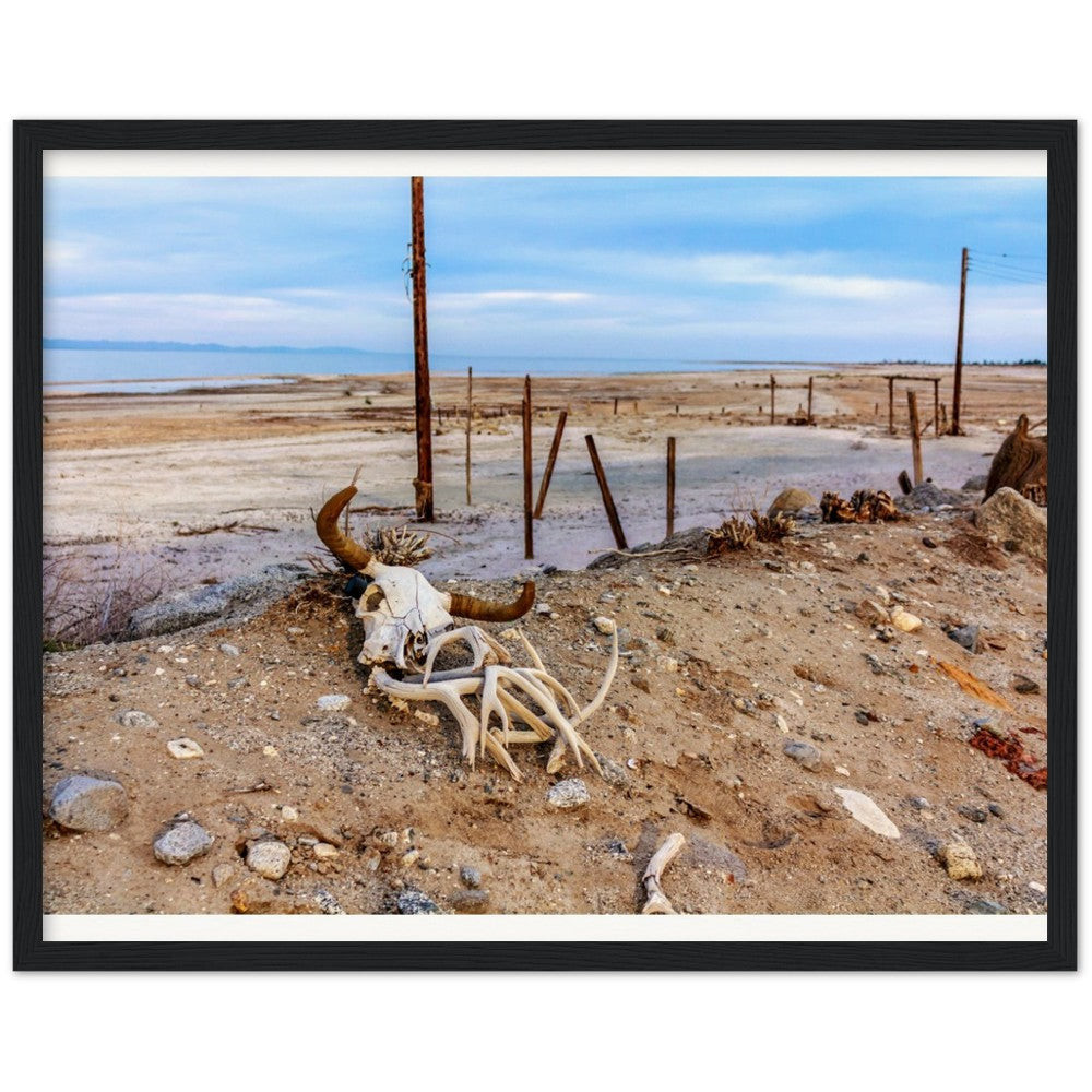 Salton Sea Life in Frame