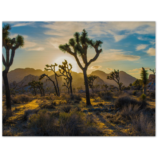 Joshua Tree Wood Prints