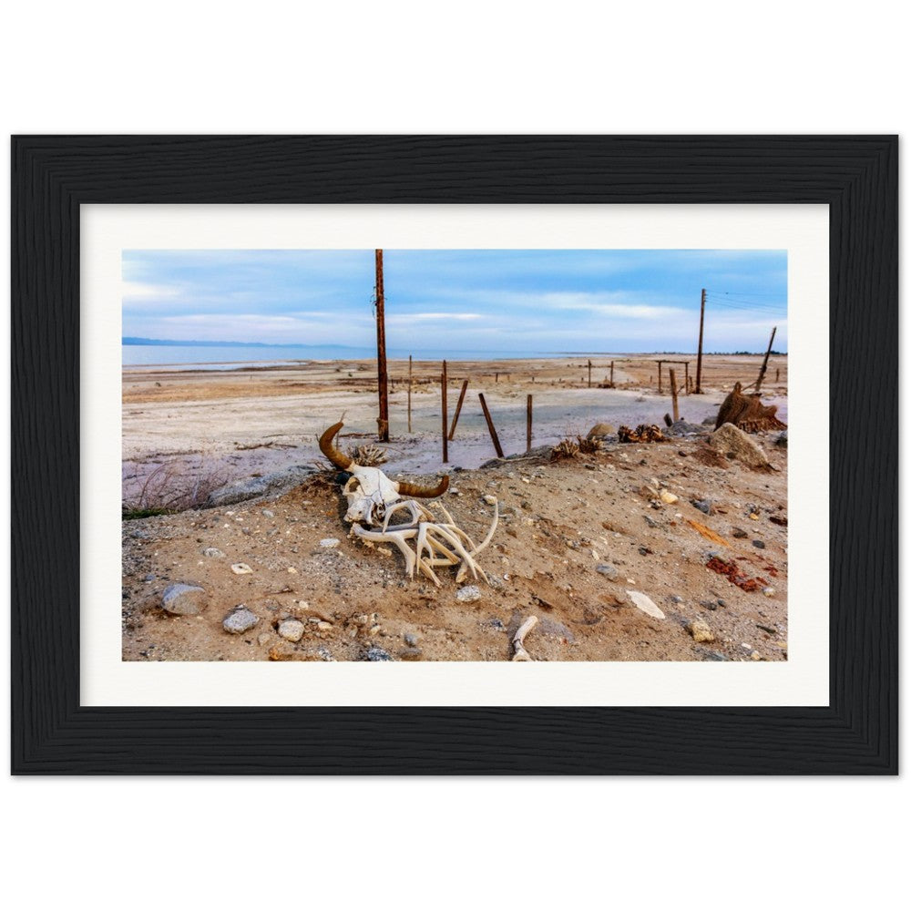 Salton Sea Life in Frame