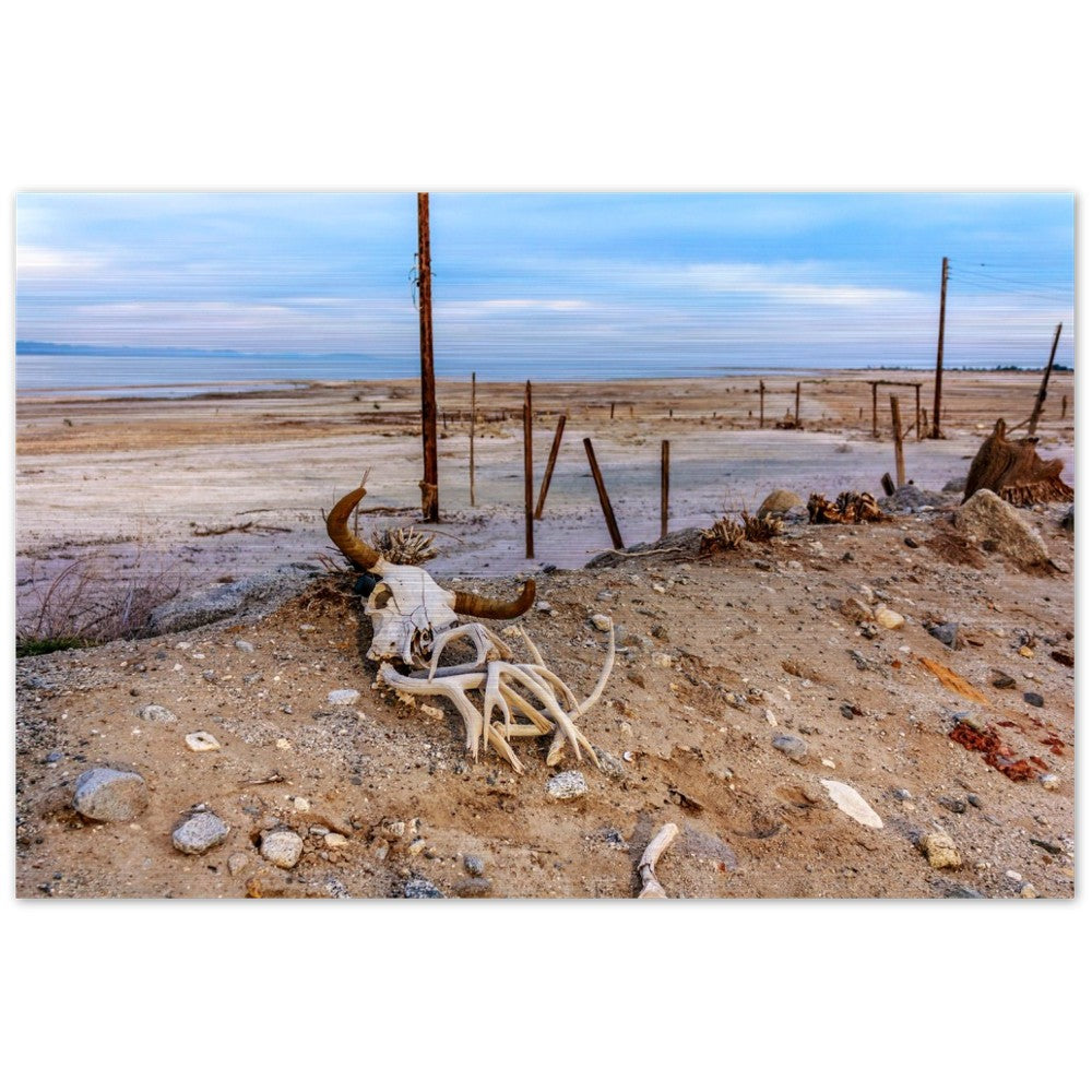 Salton Sea Life