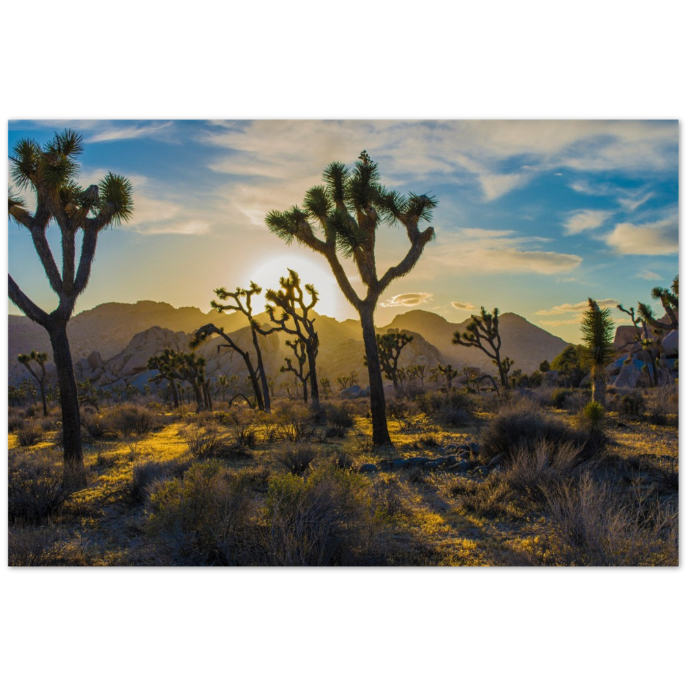 Joshua Trees Poster