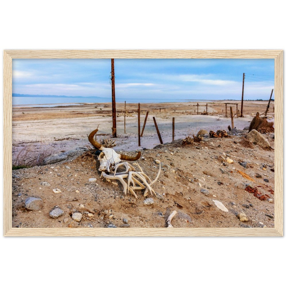 Salton Sea Life in Frame