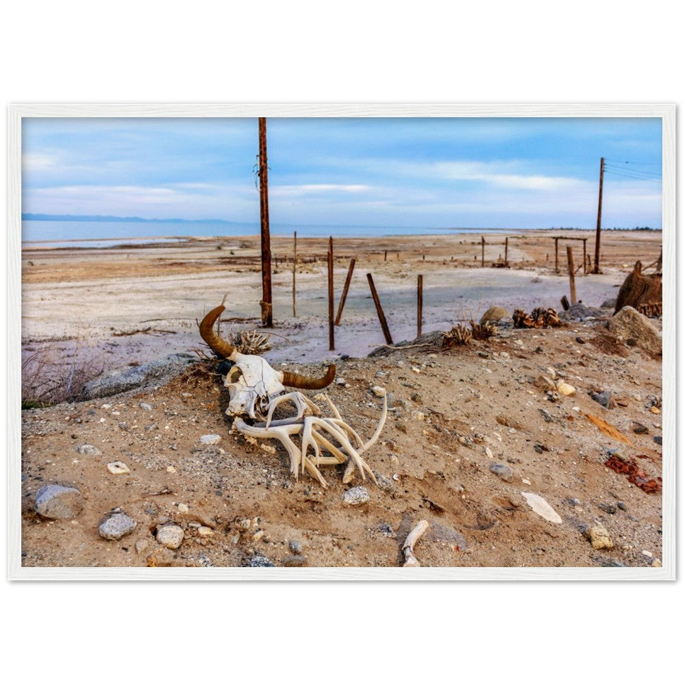 Salton Sea Life in Frame