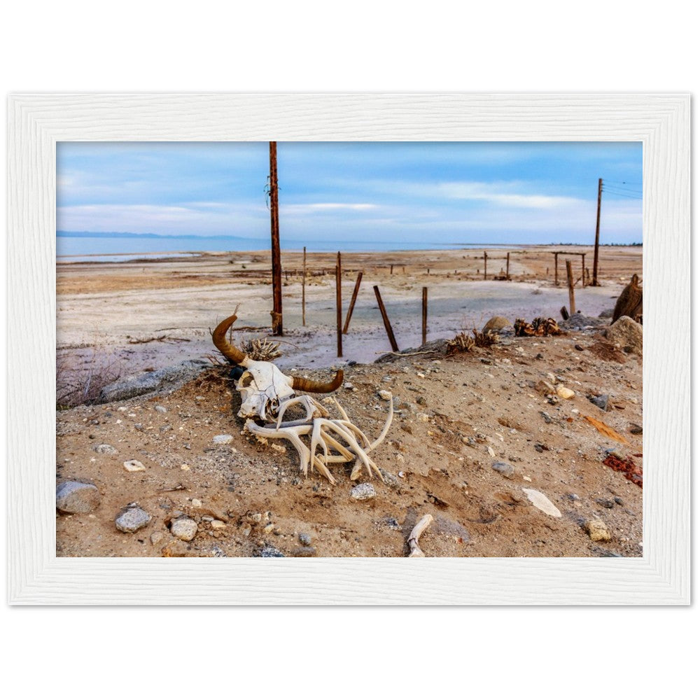 Salton Sea Life in Frame