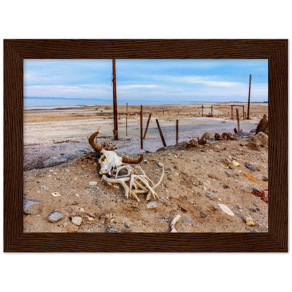 Salton Sea Life in Frame