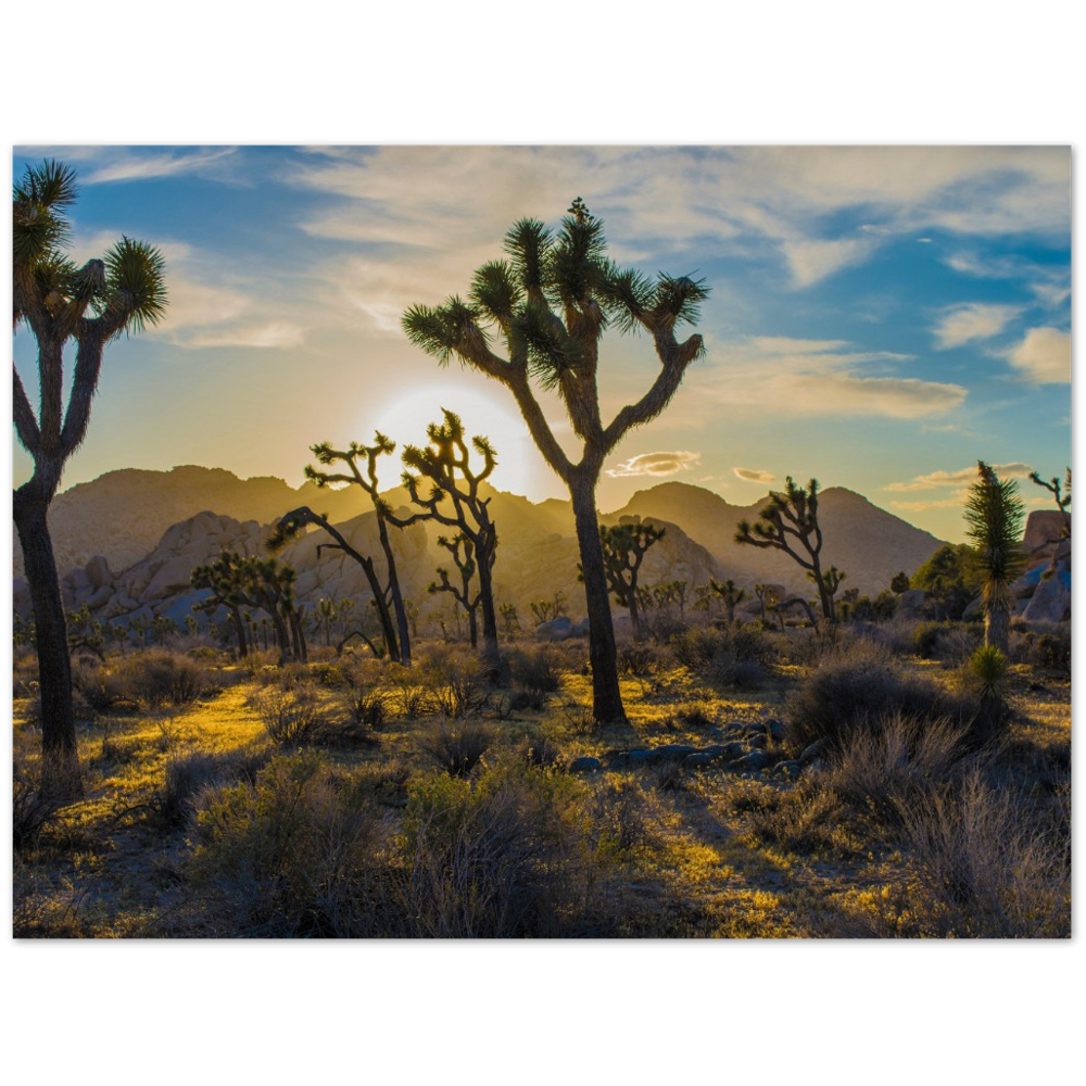 Joshua Trees Poster