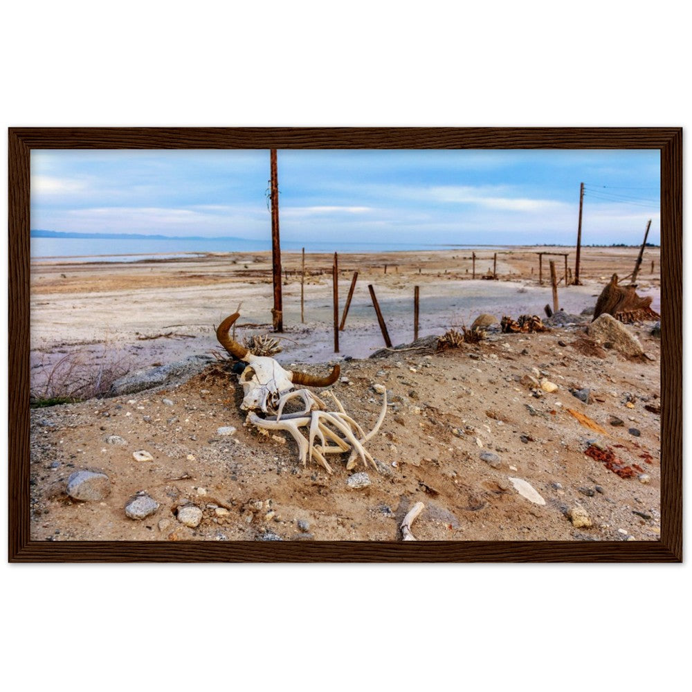 Salton Sea Life in Frame