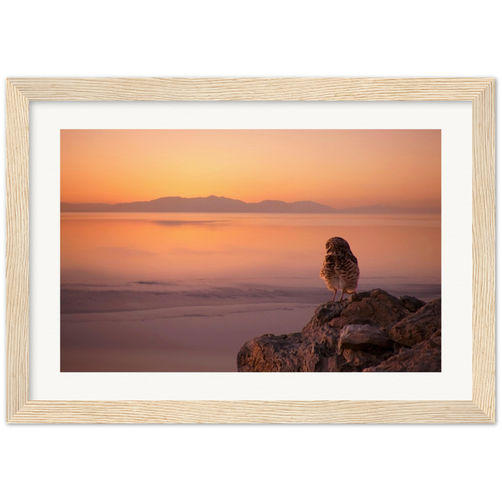 Salton Sea Burrowing Owl in Frame