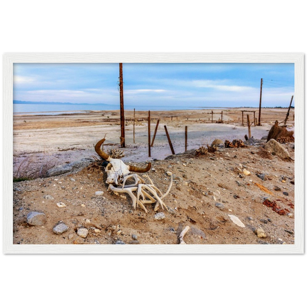 Salton Sea Life in Frame