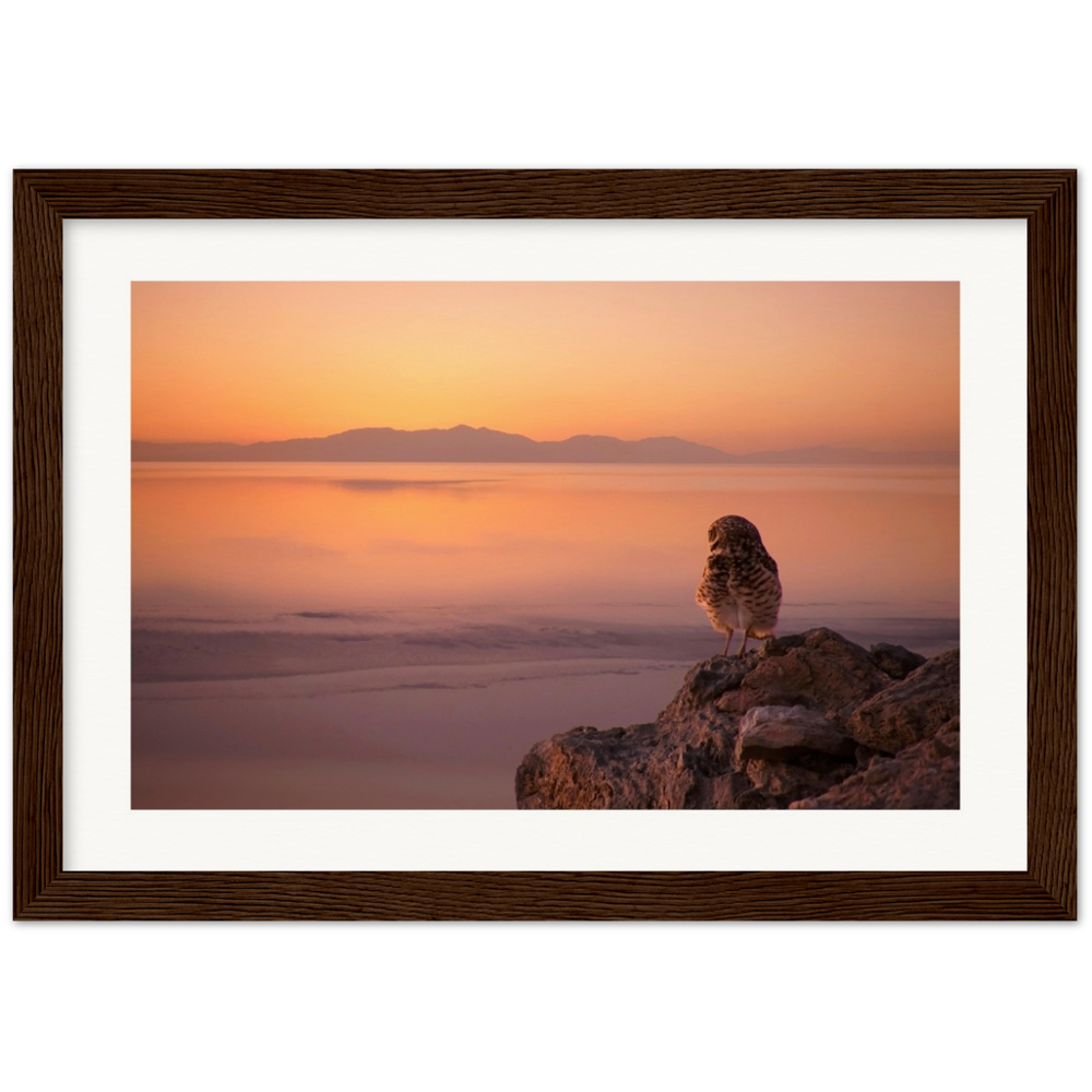 Salton Sea Burrowing Owl in Frame