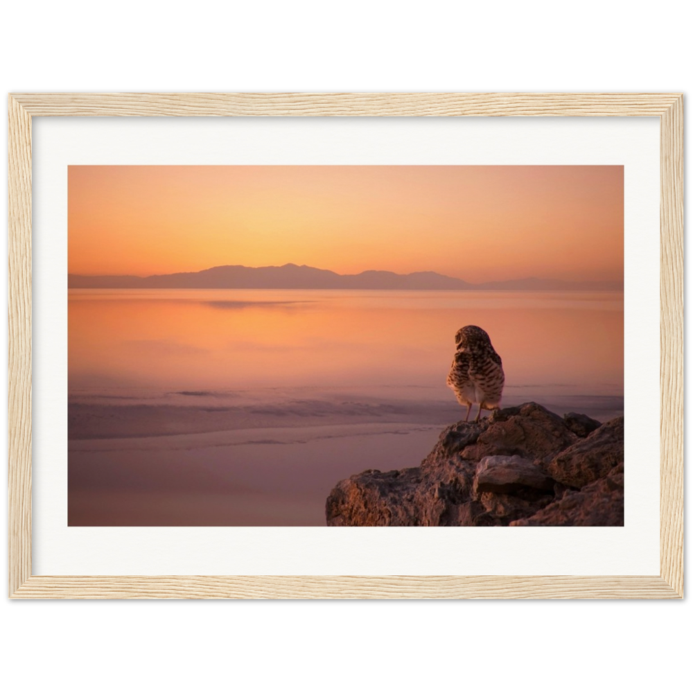 Salton Sea Burrow Owls Museum-Quality Matte Paper Wooden Framed Poster