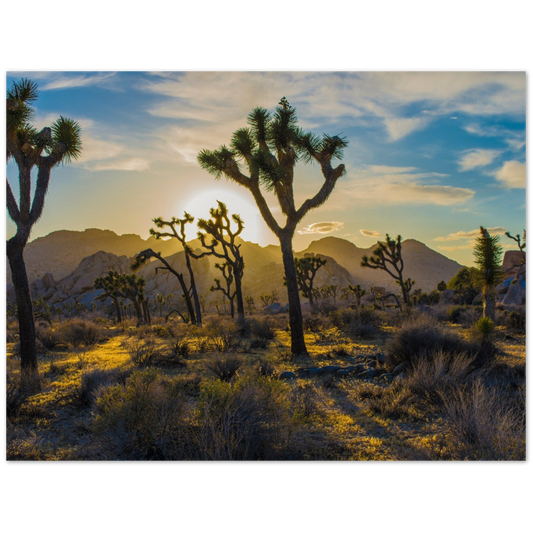 Joshua Trees Poster