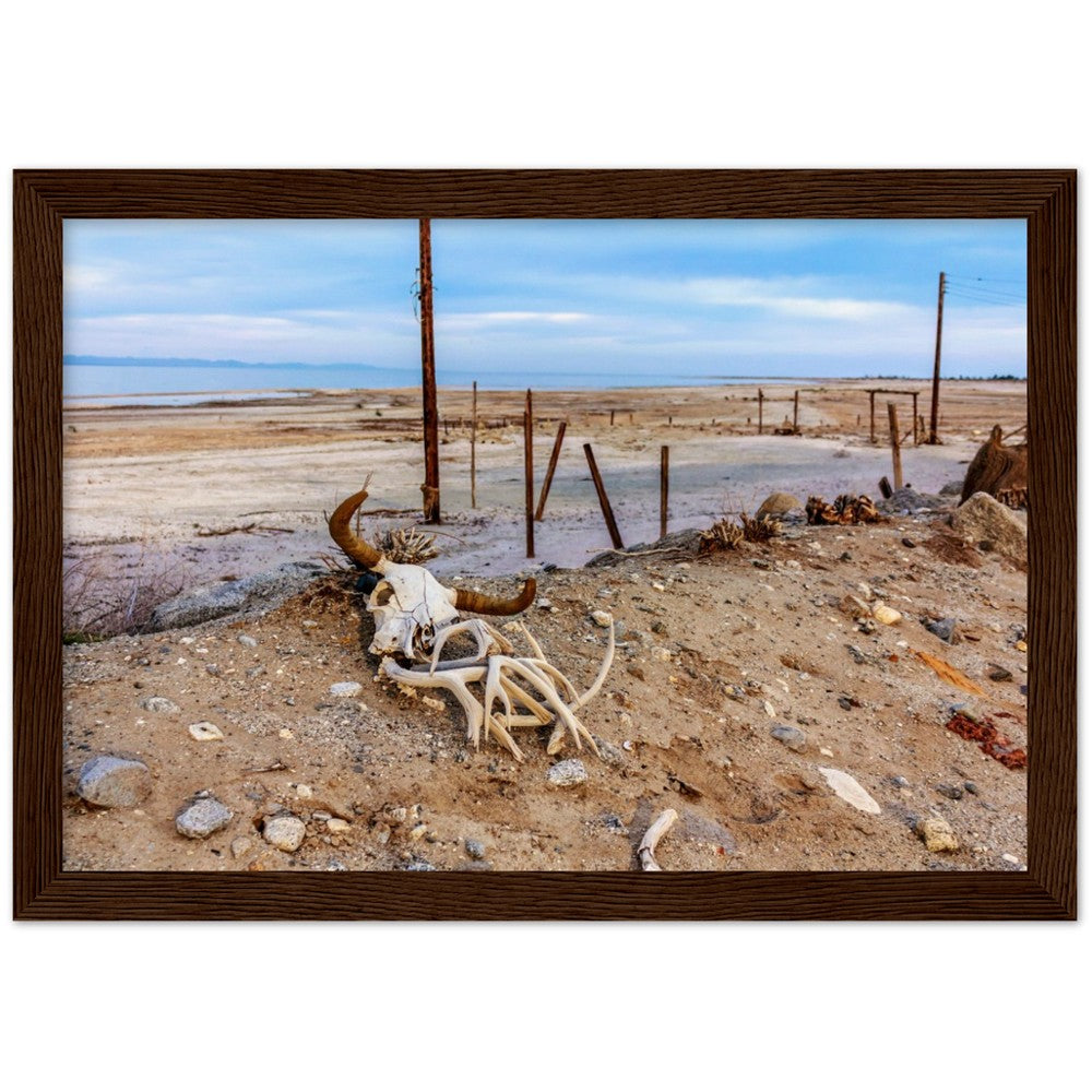 Salton Sea Life in Frame