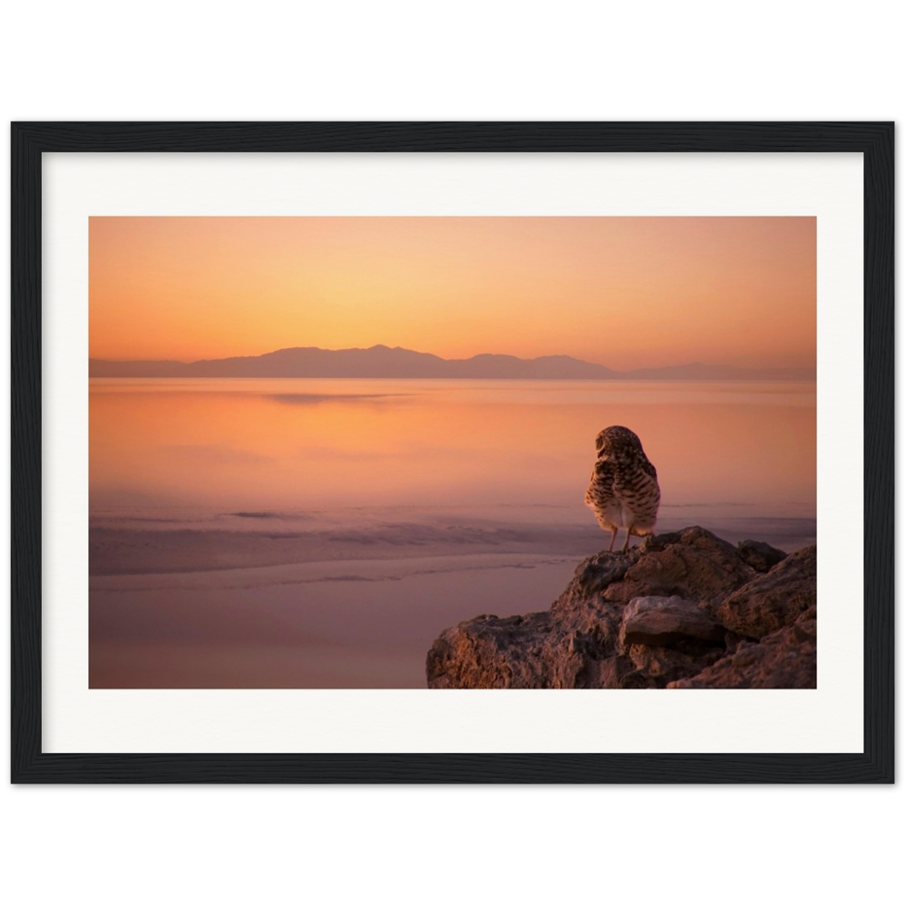 Salton Sea Burrow Owls Museum-Quality Matte Paper Wooden Framed Poster