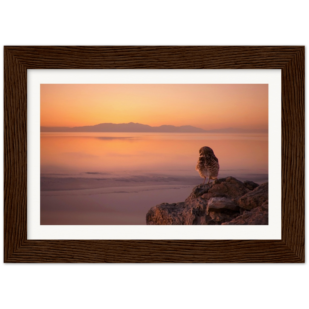 Salton Sea Burrowing Owl in Frame