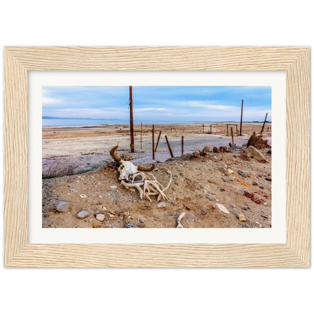 Salton Sea Life in Frame