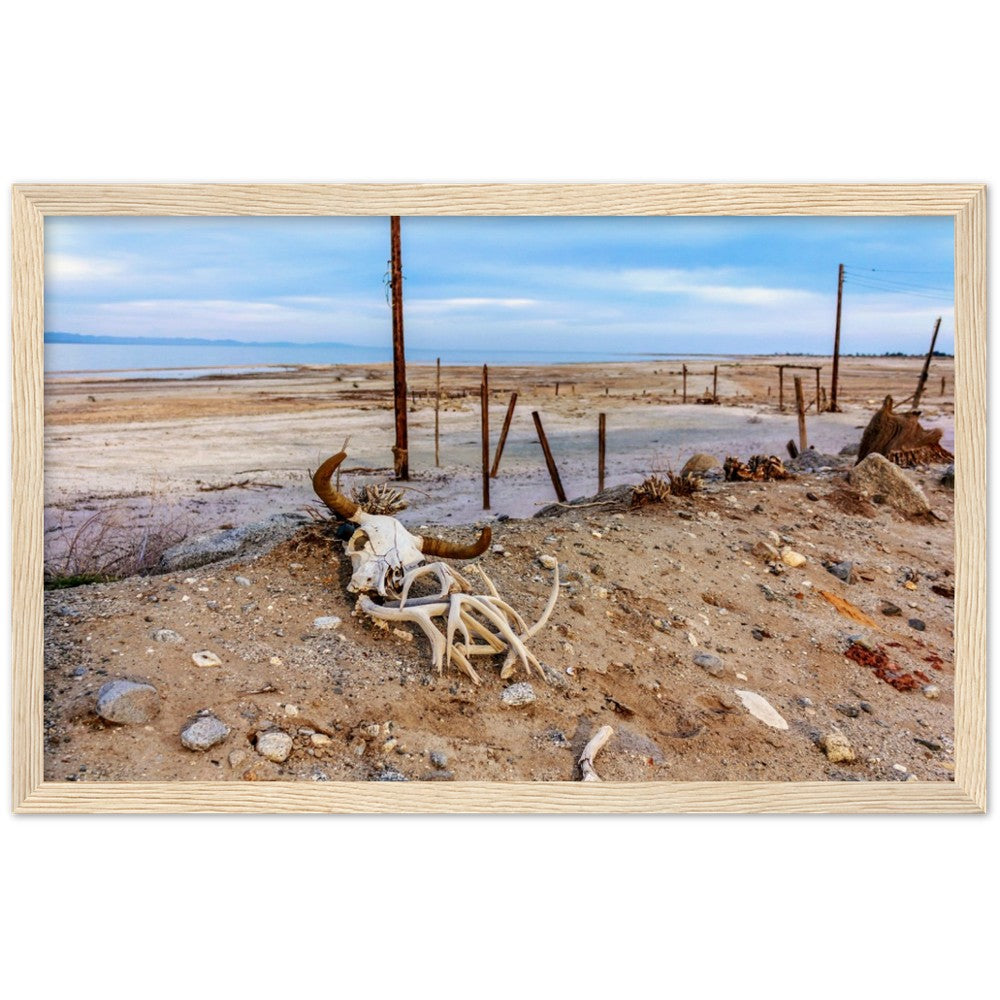 Salton Sea Life in Frame