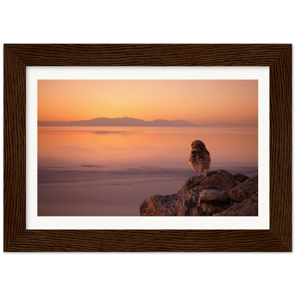 Salton Sea Burrow Owls Museum-Quality Matte Paper Wooden Framed Poster