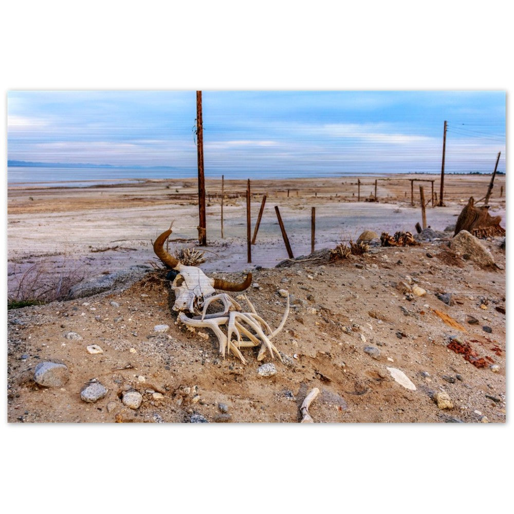 Salton Sea Life