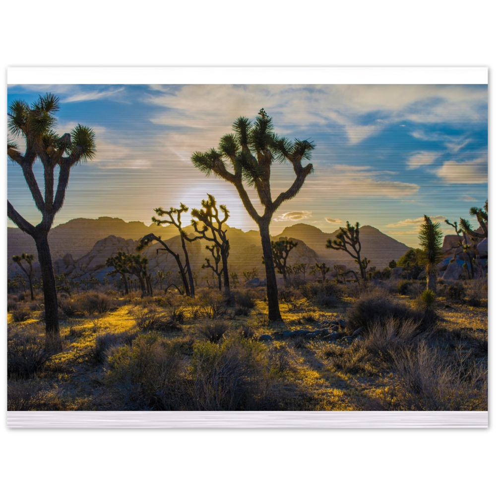 Joshua Tree Brushed Aluminum Print