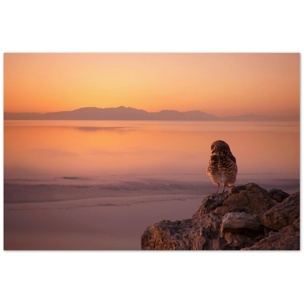 Salton Sea Burrow Owl Museum-Quality Matte Paper Poster