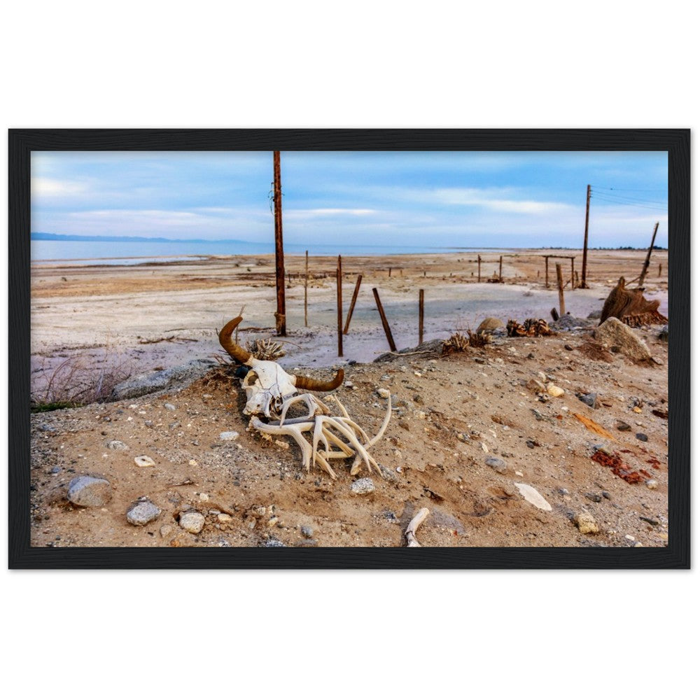 Salton Sea Life in Frame