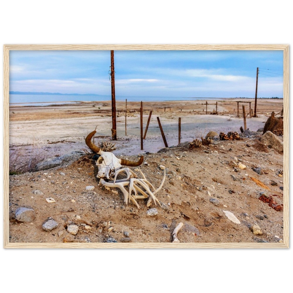 Salton Sea Life in Frame