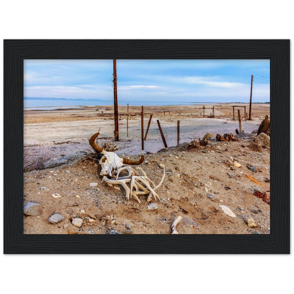 Salton Sea Life in Frame