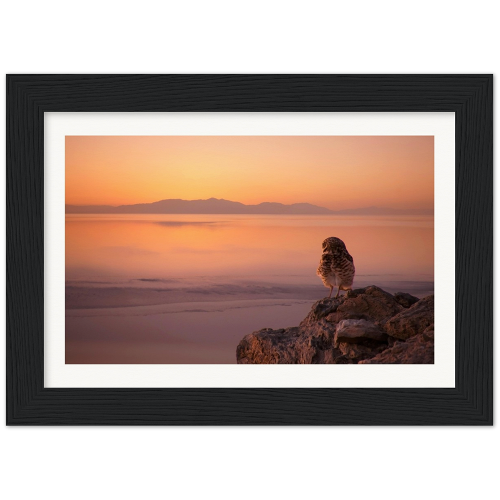 Salton Sea Burrowing Owl in Frame