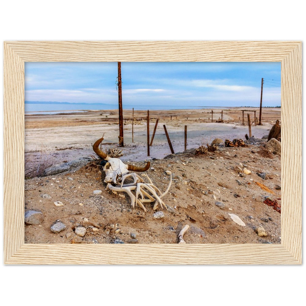 Salton Sea Life in Frame