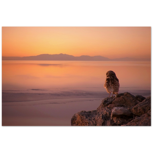 Salton Sea Burrow Owl Museum-Quality Matte Paper Poster