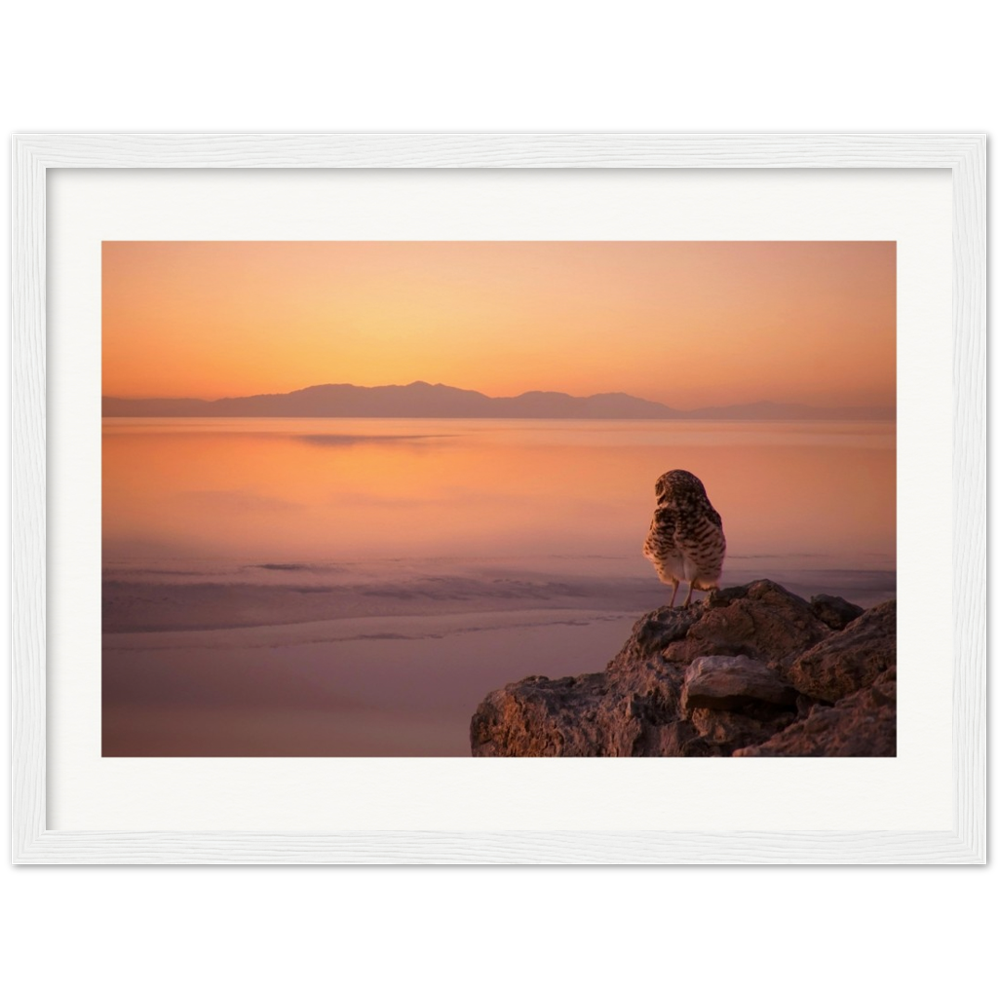 Salton Sea Burrowing Owl in Frame