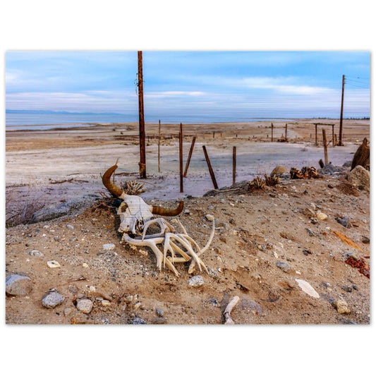 Salton Sea Life