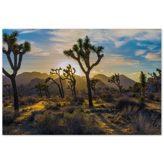 Joshua Tree Brushed Aluminum Print